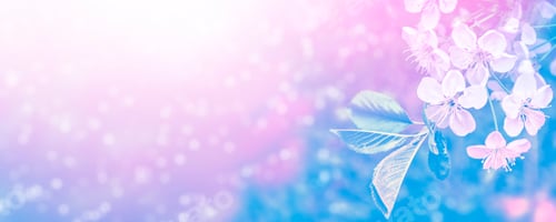 Preview: Blossoming Branch Apple. Bright Colorful Spring Flowers