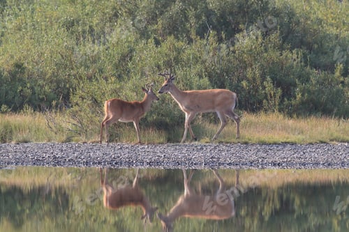 Preview: White-Tailed Deer At A Alpine Lake, Glacier National Park, Montana