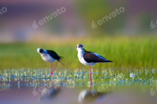 Preview: Romantic Birds. Blue Green Nature Background Black Winged Stilt