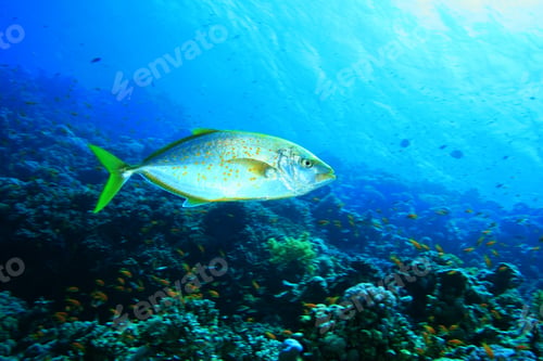 Preview: Orangespotted Trevally (Carangoides Bajad)
