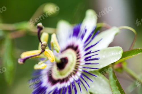 Preview: Passion Flower (Passiflora Incarnata) With Details