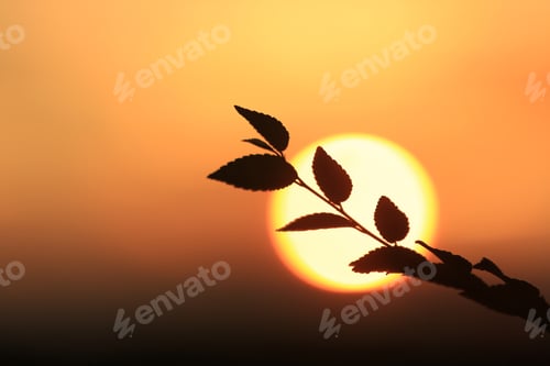 Preview: Tree Twig On Red Sunset Background