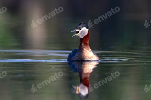 Preview: Swimming Bird. Nature Background. Bird: Red Necked Grebe. Podiceps Grisegena.