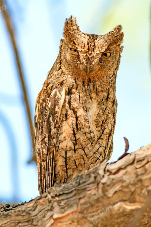 Preview: Amazing Owl. Eurasian Scops Owl.
