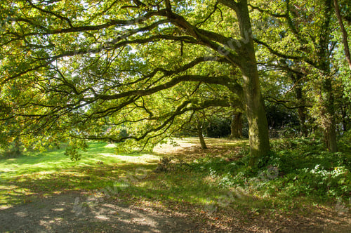 Preview: Autumn Landscape In England.