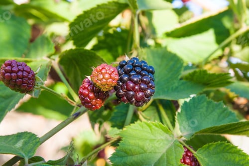 Preview: Red And Black Wild Blackberries Bushes And Branches On Green Leaves Background In The Garden During
