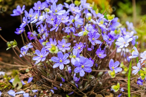 Preview: Early-Flowering Bulbous Plants Hepatica With Beautiful Blue Flowers. A Beautiful Spring Flower