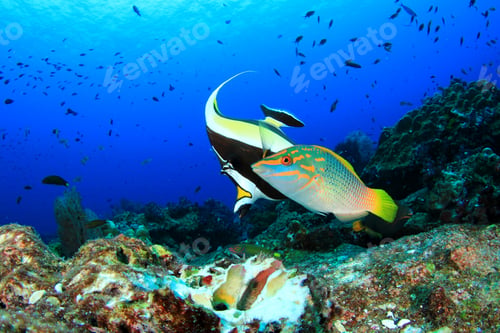 Preview: Fish Feeding On Coral