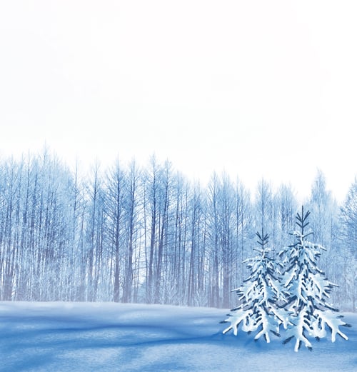Preview: Frozen Winter Forest With Snow Covered Trees.