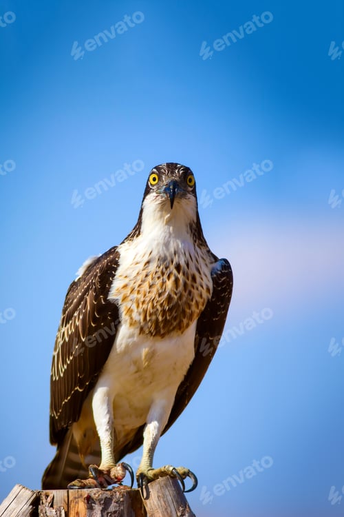 Preview: Osprey. Blue Sky Background. Western Osprey / Pandion Haliaetus