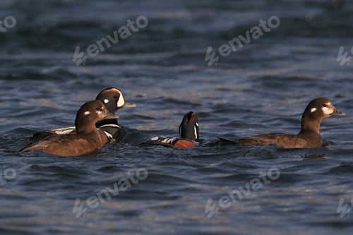 Preview: Harlequin Duck Iceland