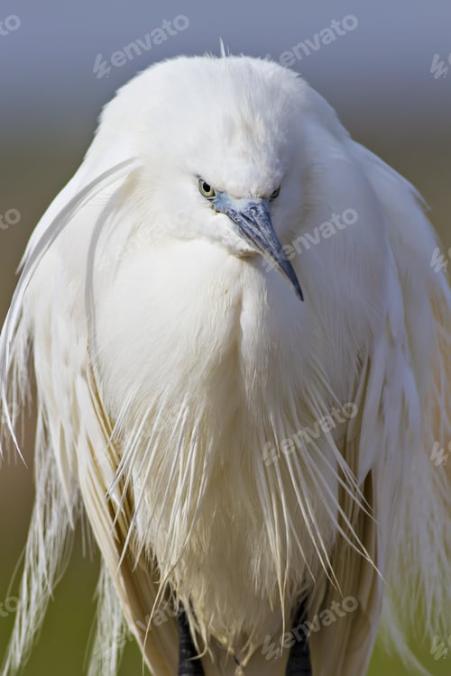 Preview: Heron Little Egret. Nature Background. Bird: Little Egret. Egretta Garzetta.
