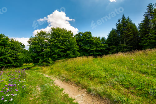 Preview: Footpath Trough The Glade In Forest. Lovely Summer Nature Scenery