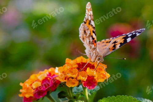 Preview: A Beautiful Butterfly On The Flowers Of A Tropical Plant Lantana Camara. Bright Summer Floral