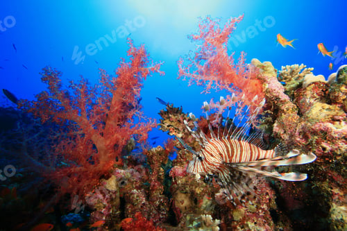 Preview: Lionfish And Colorful Soft Corals