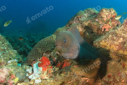 Preview: Giant Moray Eel