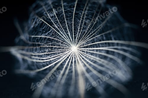 Preview: Dandelion Seed With Details On Black Background