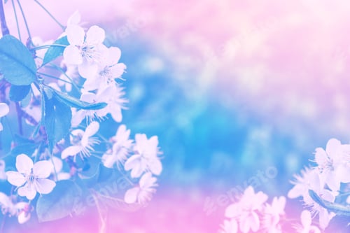 Preview: Blossoming Branch Cherry. Bright Colorful Spring Flowers