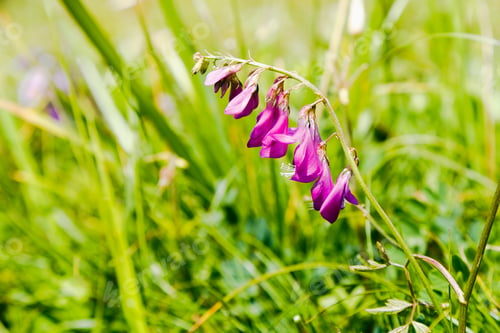 Preview: Hedysarum Alpinum In Natural Background. Plant Growing In Alpine Meadows.