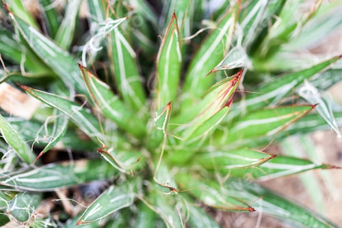Preview: Agave Filifera Plant In Botanical Garden In Balchik, Bulgaria
