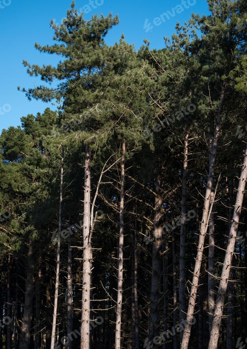 Preview: Pine Tree Forest At Holkham, North Norfolk, Uk