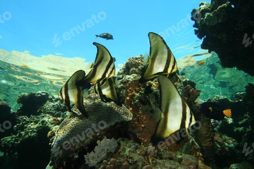 Preview: School Of Juvenile Orbicular Spadefish (Platax Orbicularis), Also Known As Batfish
