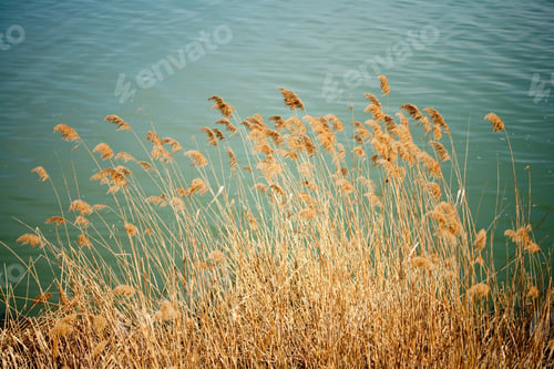 Preview: Brown Reed At A Lake'S Shore, In The Wind