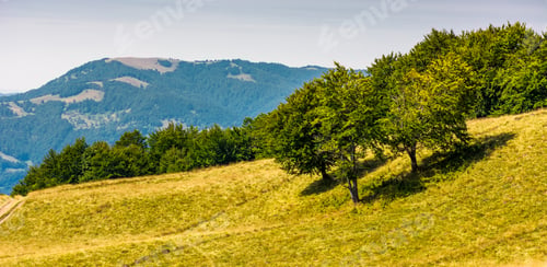 Preview: Grassy Hillside With Trees On A Bright Day. Beautiful Summer Scenery In Carpathian Mountains