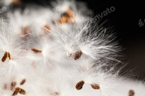 Preview: Abstract Composition With Dried Plants Seeds. Looks Like Dandelion Seeds
