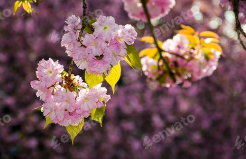 Preview: Gorgeous Sakura Flowers On A Purple Background. Lovely Springtime Scenery In The Park