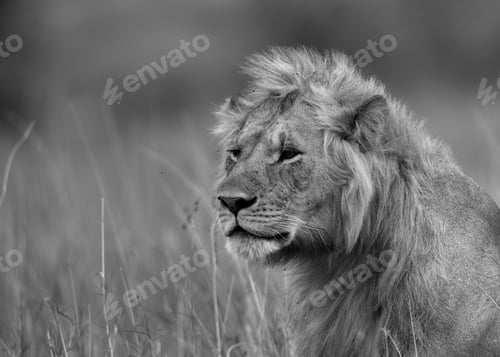 Preview: Portrait Of A Subadult Lion At Masai Mara, Kenya