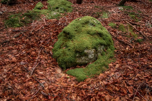 Preview: Moss In Autumn Forest