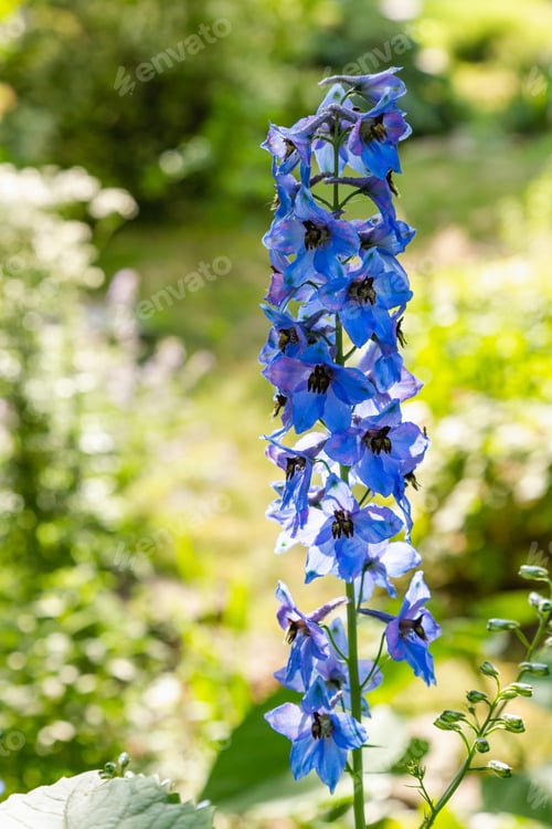 Preview: Beautiful Delphiniums Blooming In The Garden.