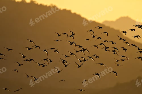 Preview: Sunset Nature. Flying Birds. Lake And Mountain Background. Birds: Common Tern. Sterna Hirundo.