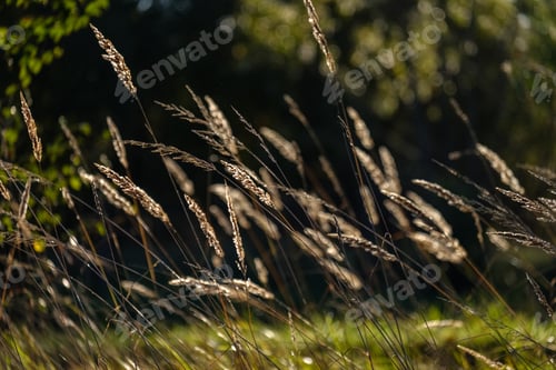 Preview: Grass Bents Abstract Nature Texture With Blur Background And Autumn Colors