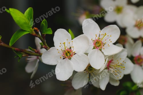 Preview: Wonderful Plum Blossoms