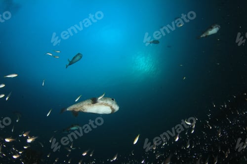 Preview: Porcupinefish Puffer Fish