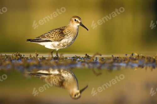 Preview: Nature Habitat And Water Bird. Feeding Bird. Green Yellow Nature Background. Common Water Bird