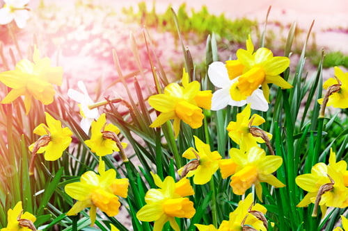 Preview: Spring Landscape. Beautiful Spring Flowers Daffodils. Yellow Flowers.