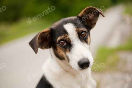 Preview: Portrait Of An Adorable Little Dog Outdoor