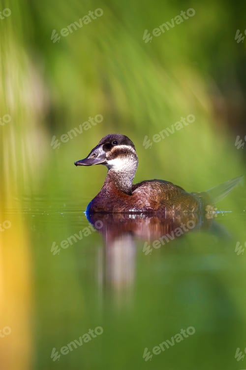 Preview: Swimming Duck. Colorful Nature Background. Bird: White Headed Duck. Oxyura Leucocephala.