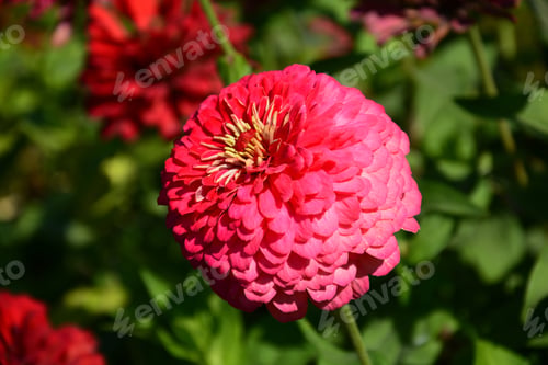 Preview: Zinnia Flower Blooming In The Garden