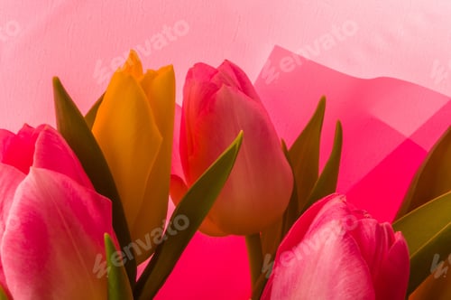 Preview: Background For A Greeting Card - A Bouquet Of Fresh Pink And Yellow Tulips