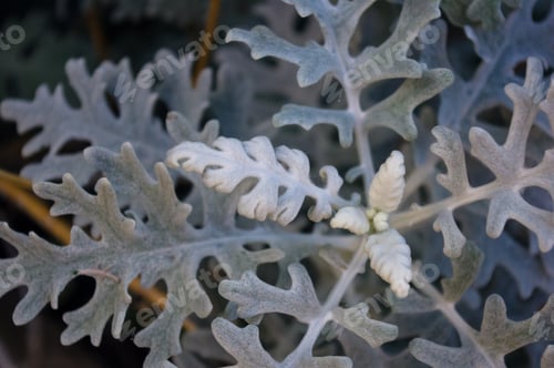 Preview: Silver Dust Cineraria Maritima In The Garden, Close Up.
