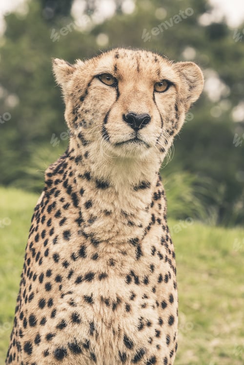 Preview: Headshot Of Cheetah Against Blurred Green Background. Tenikwa Wildlife Sanctuary. Plettenberg Bay