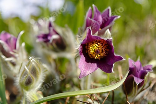 Preview: Pulsatilla Patens Common Names Include Eastern Pasqueflower, Prairie Crocus, And Cutleaf Anemone In