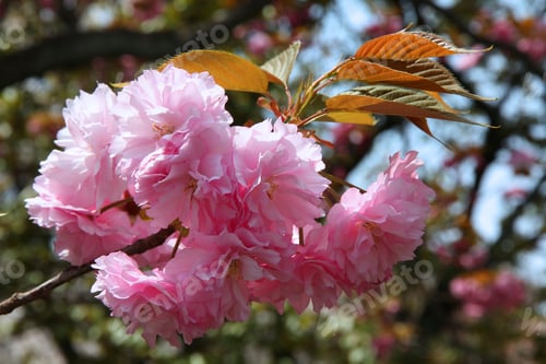 Preview: Cherry Blossoms In Japan. Kanzan Type Cherry Blossoms In Nijo Park, Kyoto.