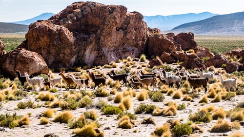 Preview: Bolivia Wild Llamas