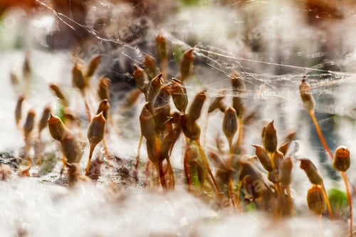 Preview: Moss In Spider Web
