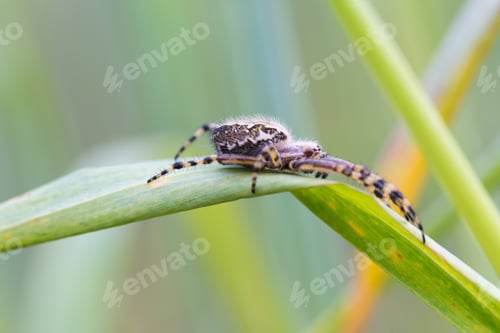 Preview: Cross Spider In Big Close Up. Beautiful Macro Of Spider Sitting On Grass
